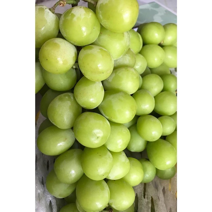 

Green Grape Muscat Super / Anggur Hijau Muscat [500GR]