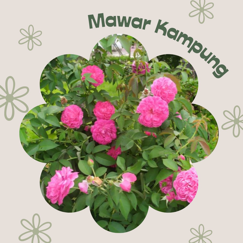Tanaman Hias Mawar Kampung Bibit Bunga Mawar Kampung Bunga Pink Mawar Kampung Pink