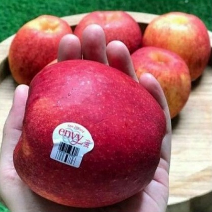

Buah apel envy premium usa manis garing
