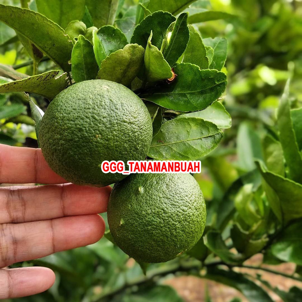 Bibit Jeruk Nipis Sudah Berbunga Tanaman Jeruk Nipis Super Cangkok