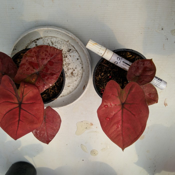 tanaman keladi hias hybrid merah ori biji kode 236 real pict caladium