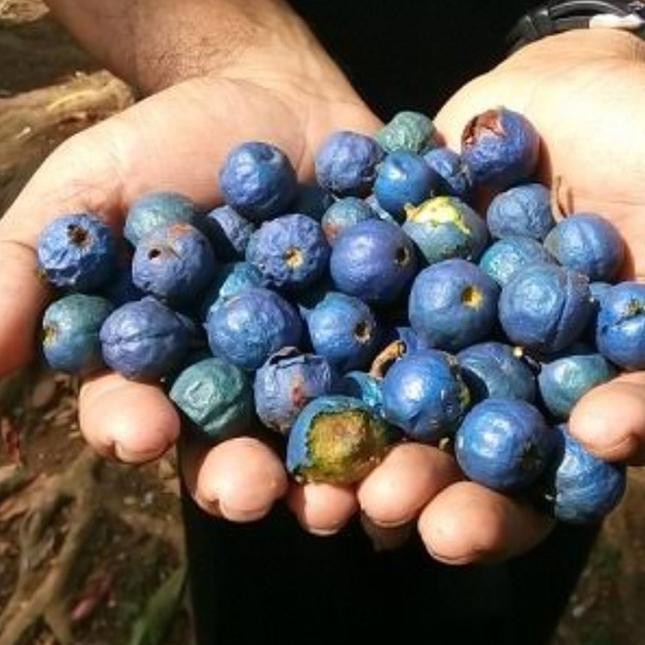 Biji Benih Pohon Genitri Jenitri Siap Tanam/benih bibit/benih biji