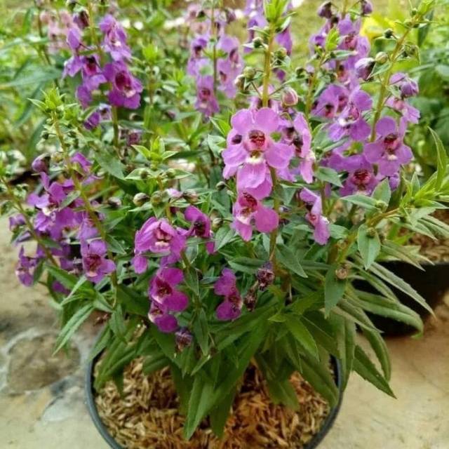 Tanaman hias lafender/tanaman anti nyamuk + pot