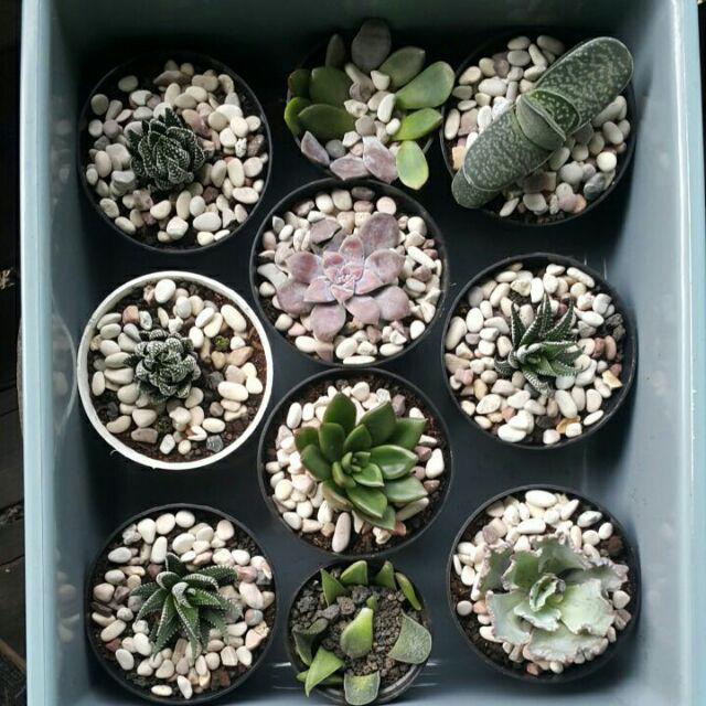 Sukulen Murah Dan Hemat Dengan Berbagai Macam Variant Sudah Termasuk Pot 10cm