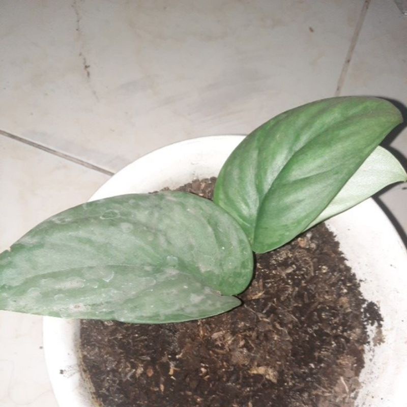 scindapsus silver sp borneo