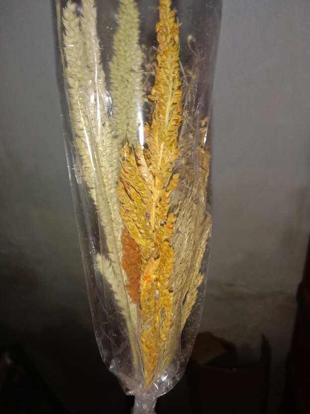 Bunga Kering Oson - Oson Violet