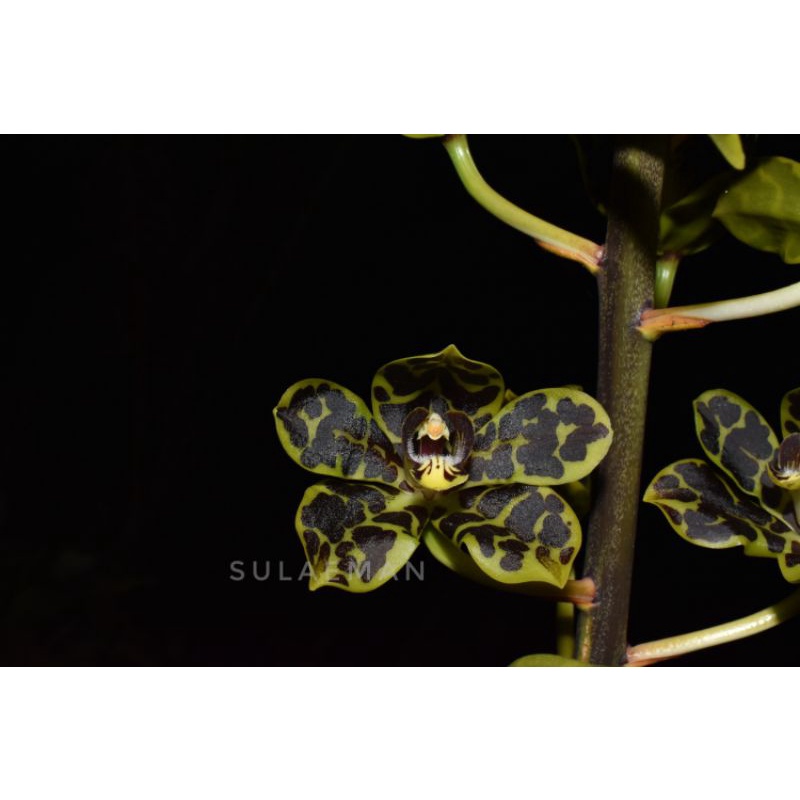Anggrek Macan/ Grammatophyllum scriptum