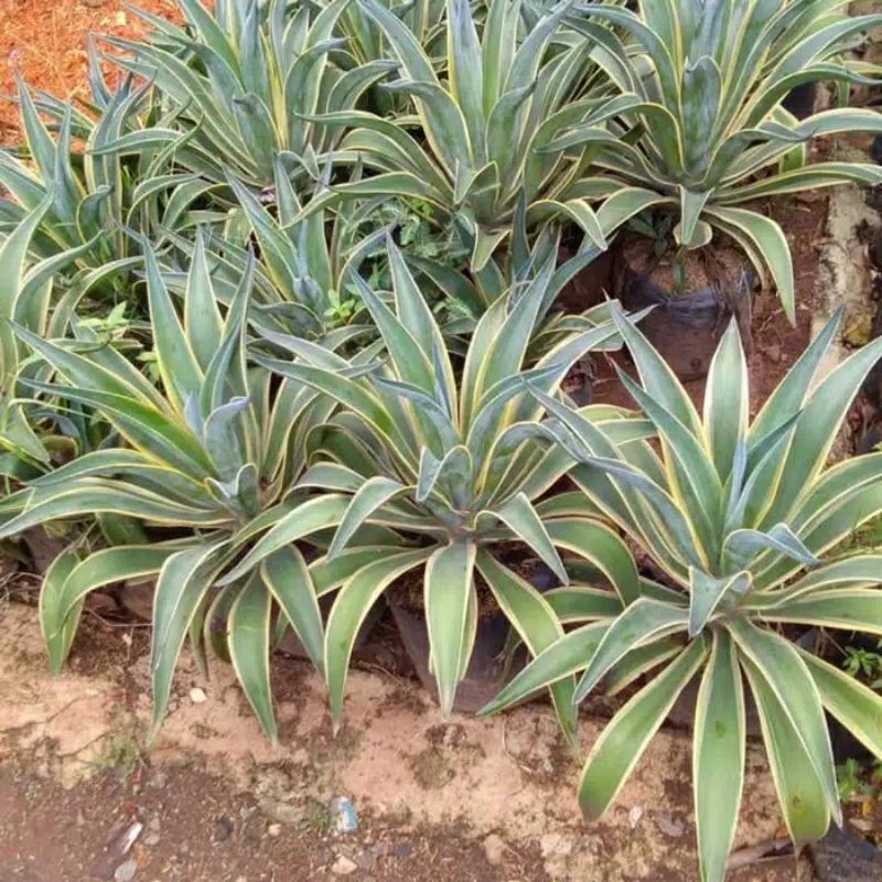 tanaman hias agave siklok agave