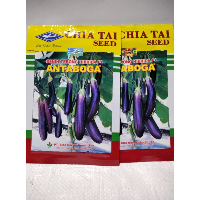 Benih Terong Hibrida f1 ANTABOGA