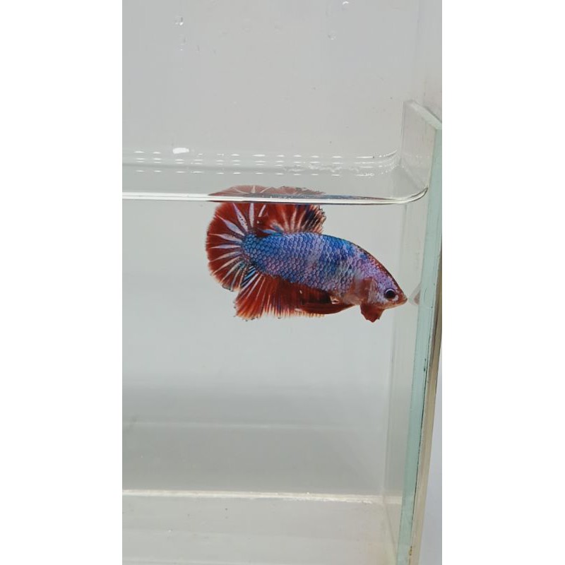 

Ikan Cupang Giant Fancy Male G