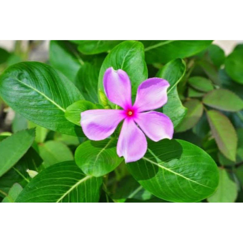 

Bunga tapak dara atau vinca