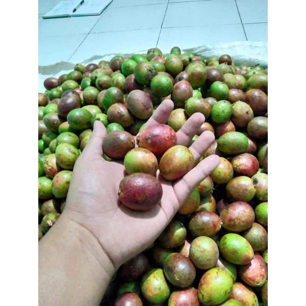 

BUAH MATOA SUPER GROSIR & ECER