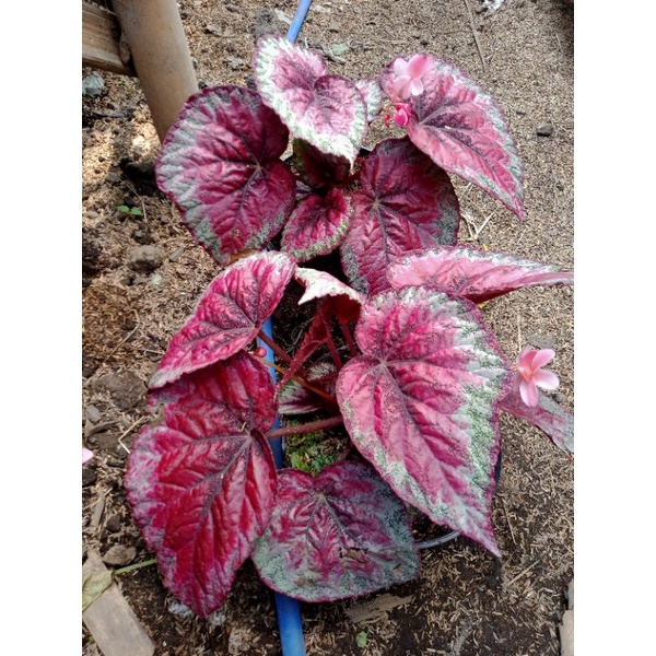 Tanaman hias begonia pelangi merah indukan