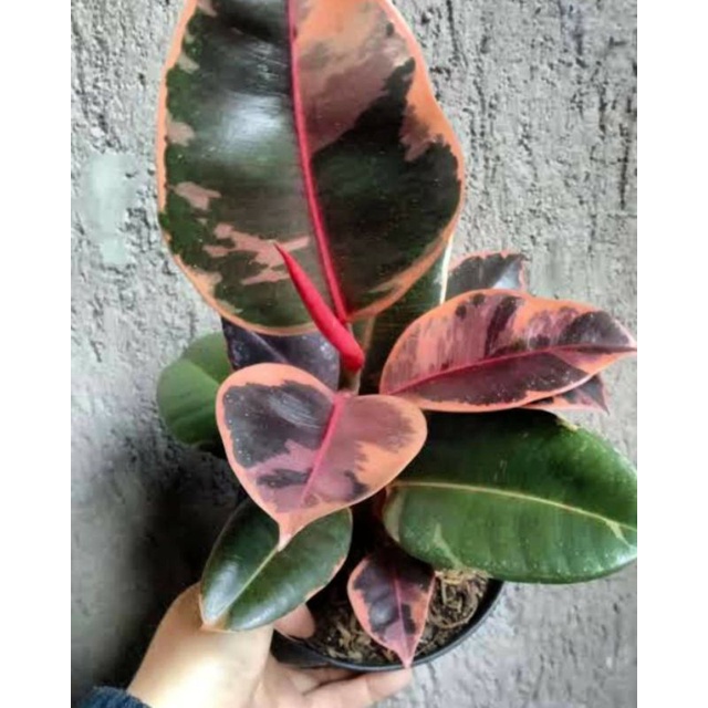 Tanaman Hias Karet Kebo Rubby / karet kebo varigata merah rubby