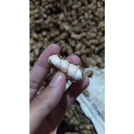 

kacang garuda kemas 1 kg