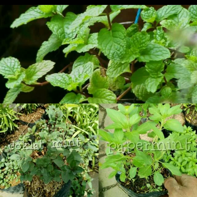 Paket 3 Tanaman Mint PaperMint, Pineapple mint, ChocoMint, DaunMint)