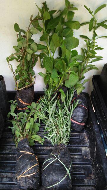 Tanaman Herbal - Cocomint Atau Coklat Mint