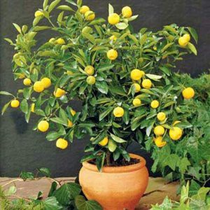 5seed/butir bibit biji benih tanaman buah jeruk lemon