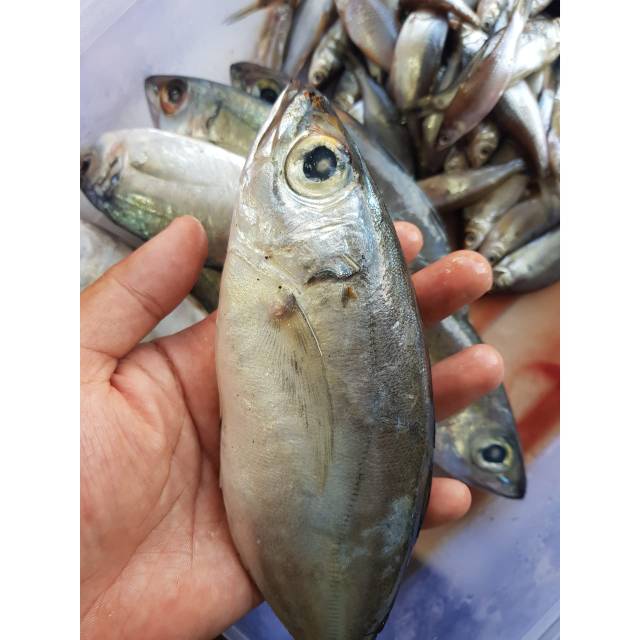 

IKAN MATA BESAR 1KG