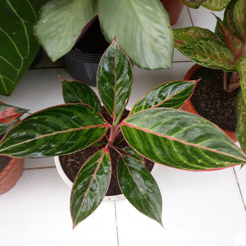 tanaman hias/aglonema Lipstik zebra/aglonema Lipstik