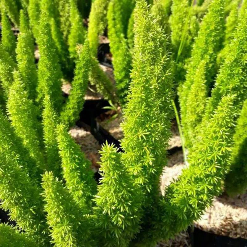 Tanaman Hias Ekor Tupai - tanaman hias hidup - bunga hias - bunga hidup - tanaman outdoor - tanaman 