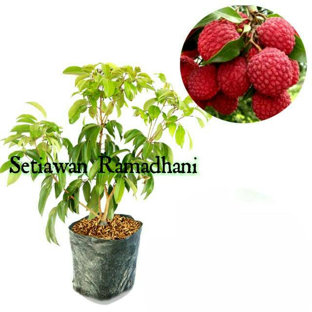 bibit buah leci kom super