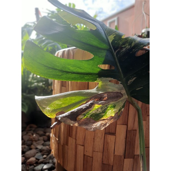 Monstera Deliciosa Variegata