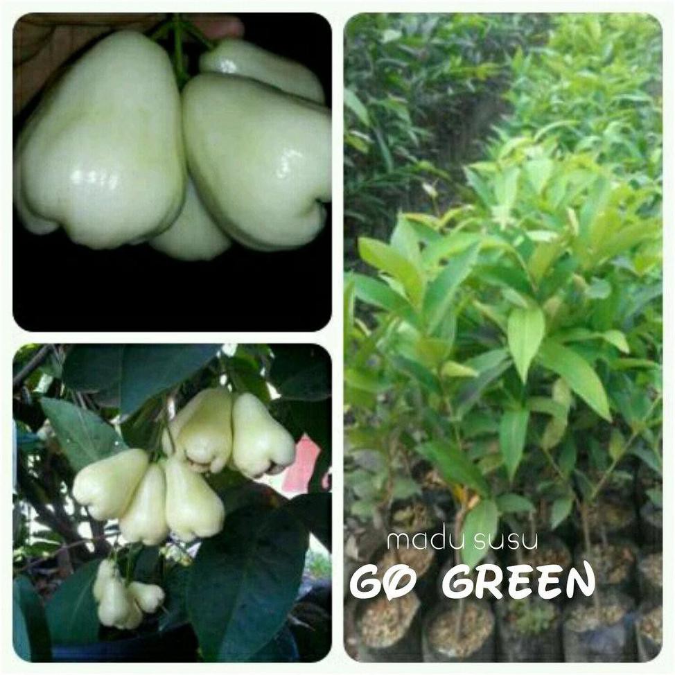 An+ Nh” Bibit Buah Jambu Air Madu Susu Putih Dm=