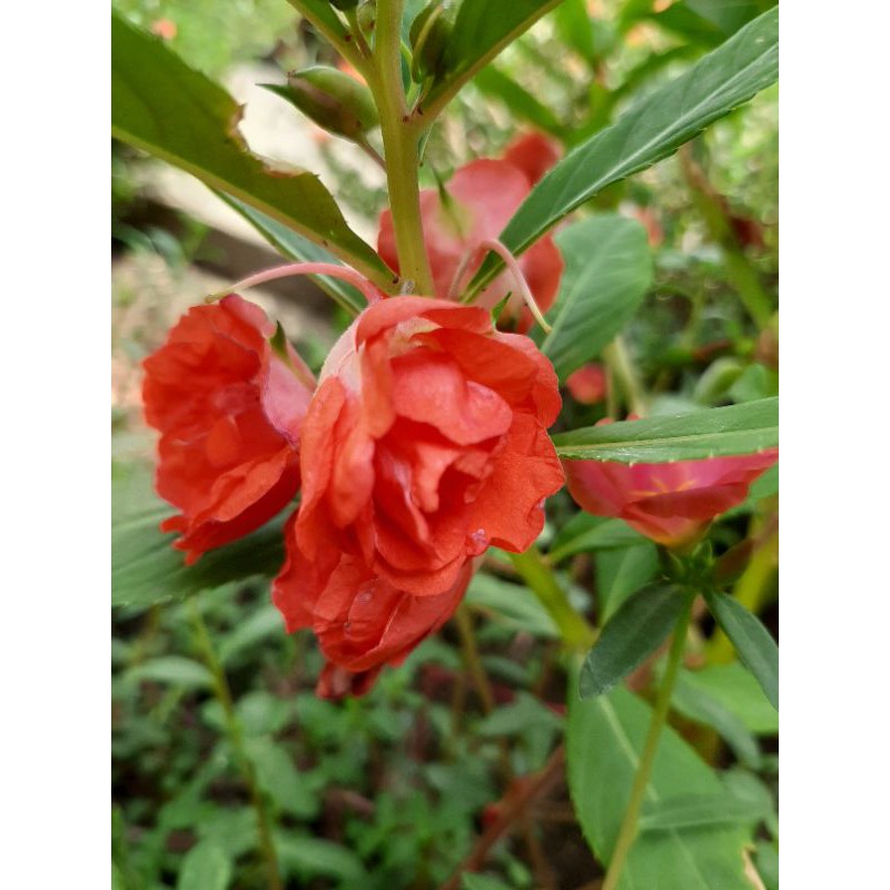 5 biji pacar air tumpuk merah (impatiens balsamina)