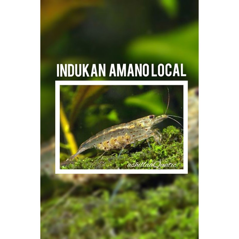 udang hias aquascape amano indukan