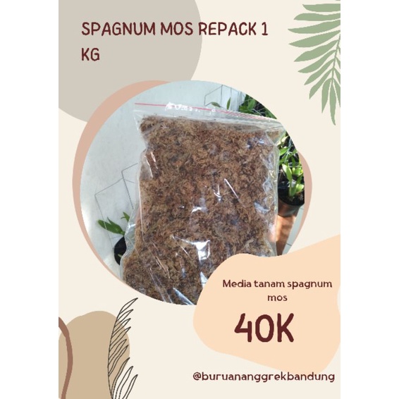 spagnum Moss media tanam anggrek Mos putih