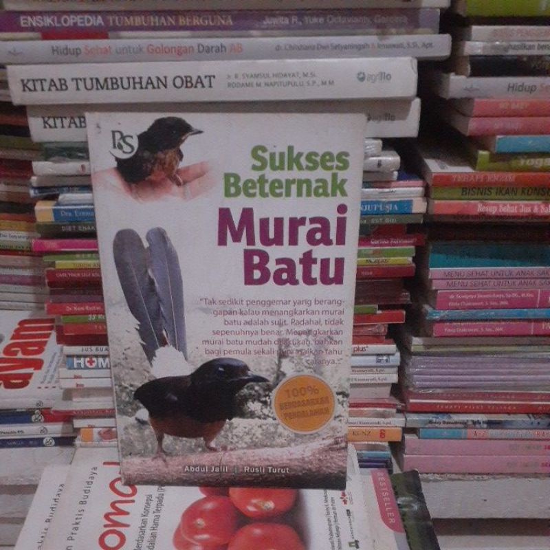 sukses beternak murai batu
