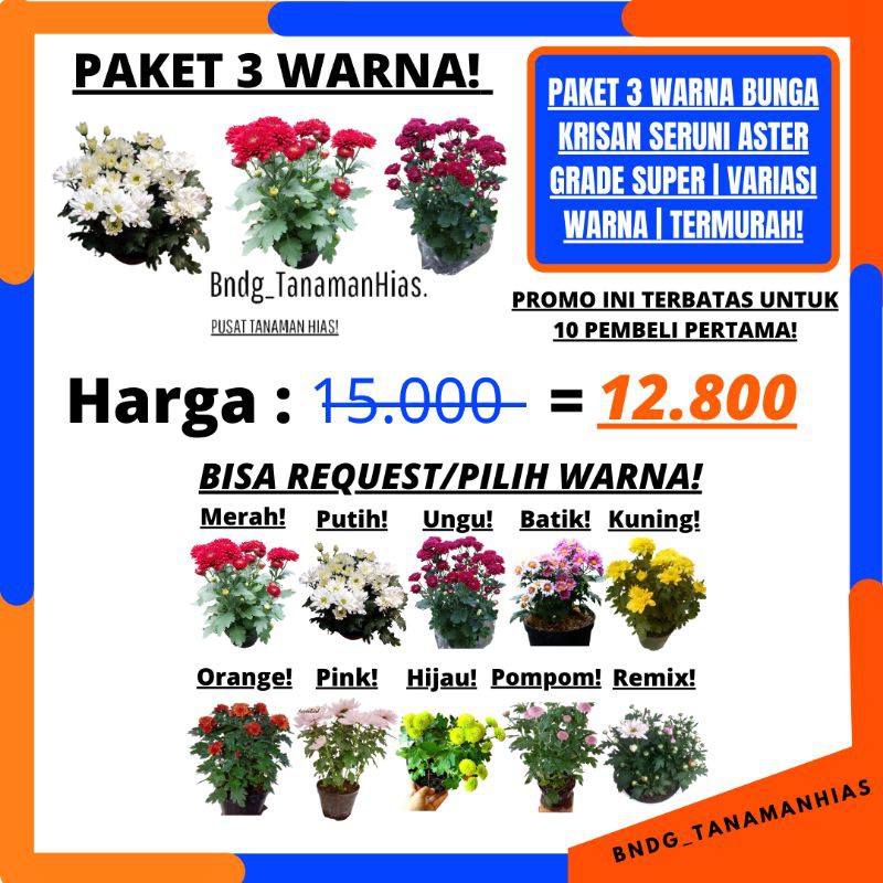 PAKET 3 POHON 3 WARNA! BUNGA KRISAN SERUNI ASTER GRADE SUPER | COD | TERMURAH!