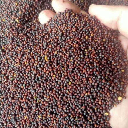 BIJI SAWI 1KG PAKAN BURUNG BERKICAU