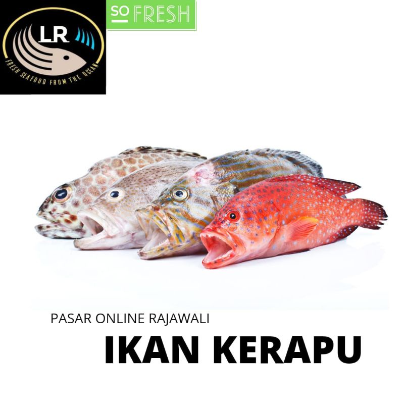 

ikan kerapu/sunu segar