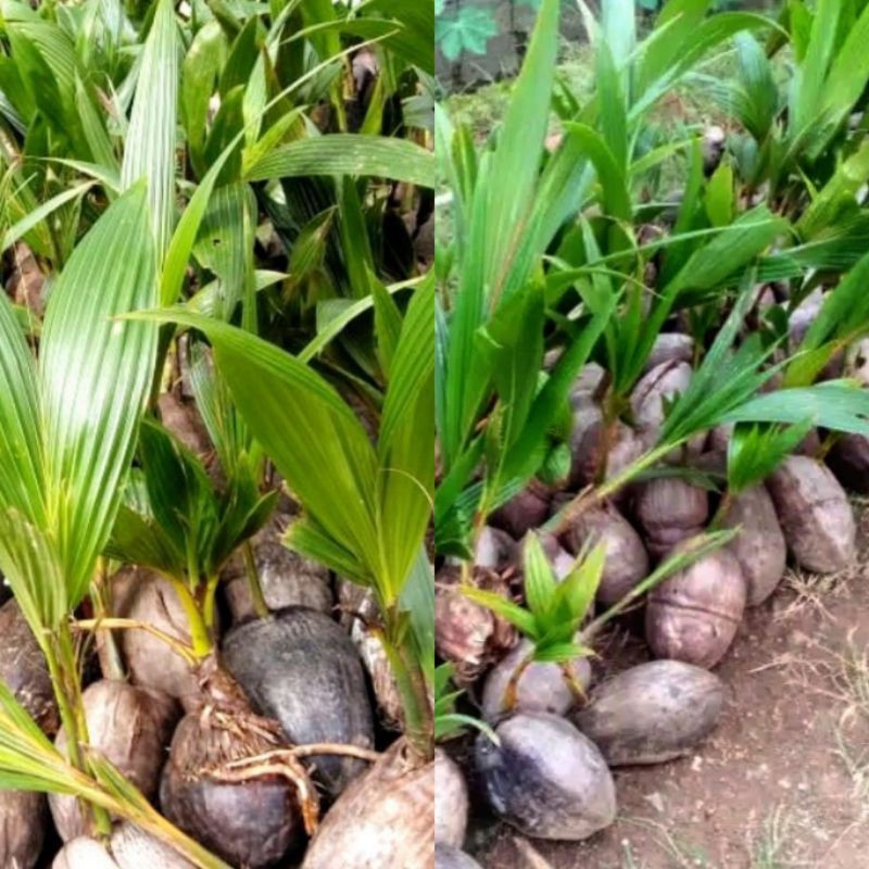 minion.tanaman hias outdoor,TERMURAH tunas kelapa