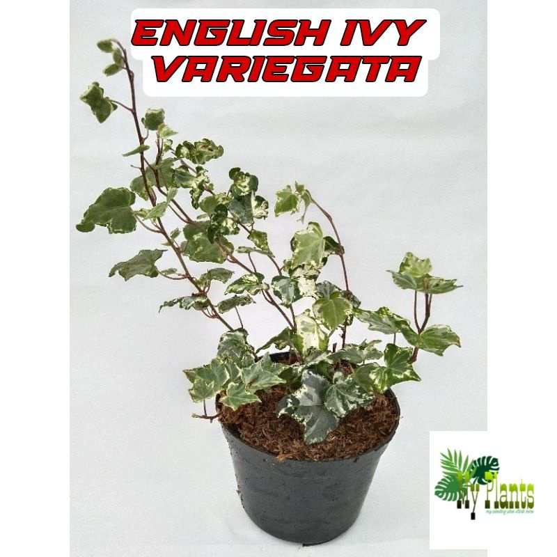 Tanaman Hias Bunga Gantung English Ivy Variegata Tanaman Gantung Rambat Englis Ivi Varigata Paper Pe