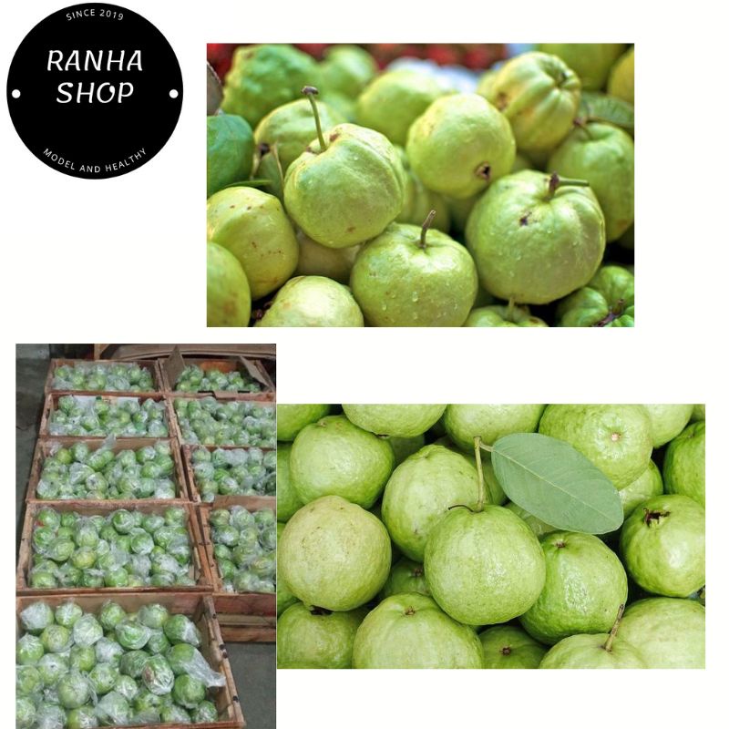 

JAMBU KRISTAL Harga Grosir!!! kualitas super