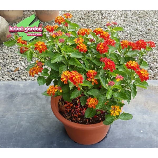 Tanaman hias lantanabunga merah - lantana bandana red TERMURAH