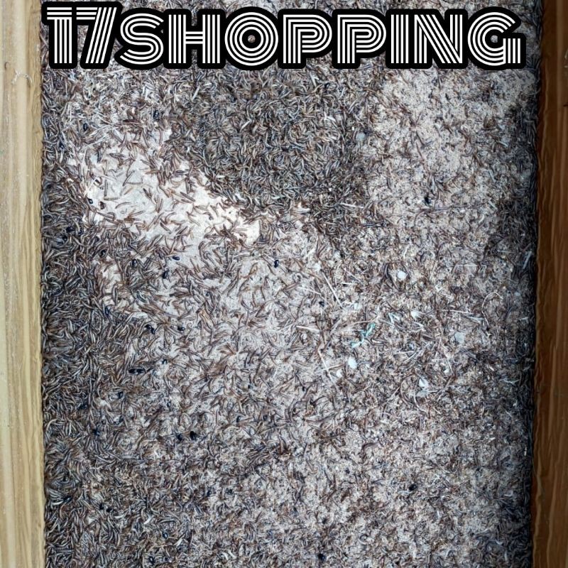 ulat kandang hidup 500 gram