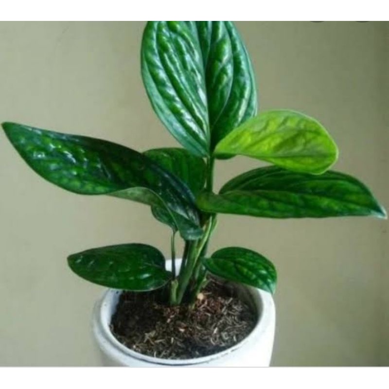 tanaman hias hidup SiriH BadaK monstera cantik murah