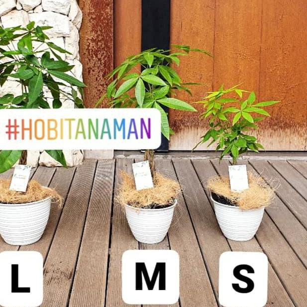 Tanaman Pachira Uk M /Pohon Uang