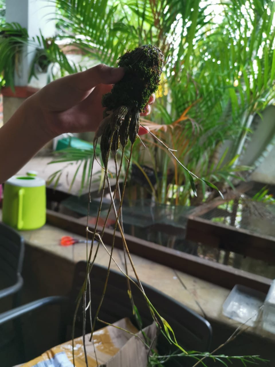 Anggrek Dendro Linearifolium