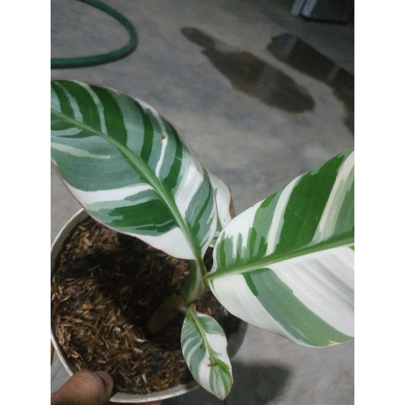 Pohon Pisang Variegata