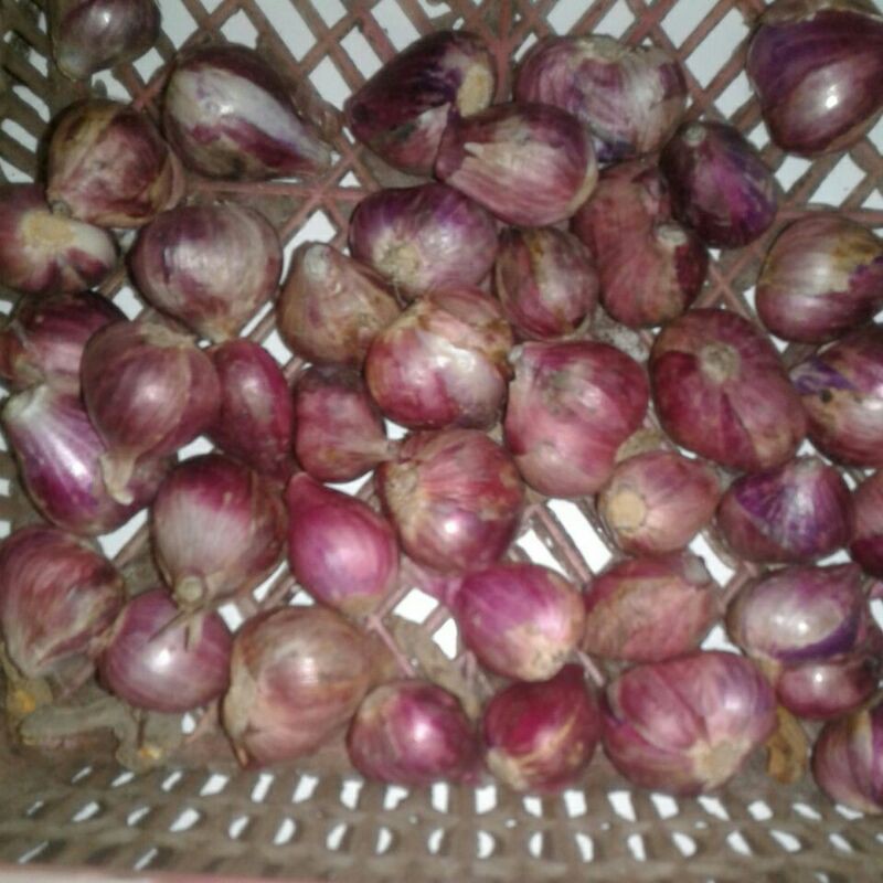 

Bawang Merah