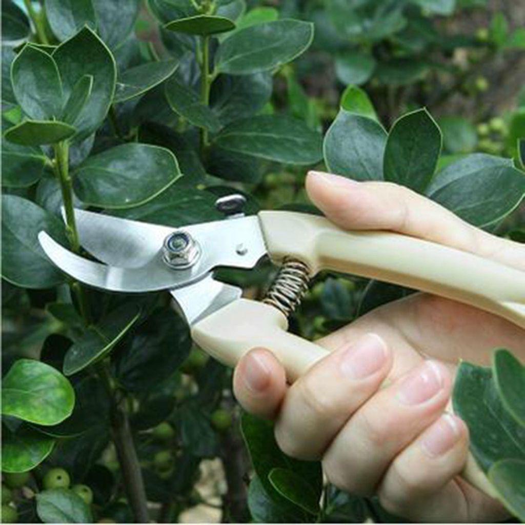 [Elegan] Pruning Shears Beige Kualitas Lurus/Bengkok Kepala PP Handle Tajam Spring Sesign Perlengkapan Taman