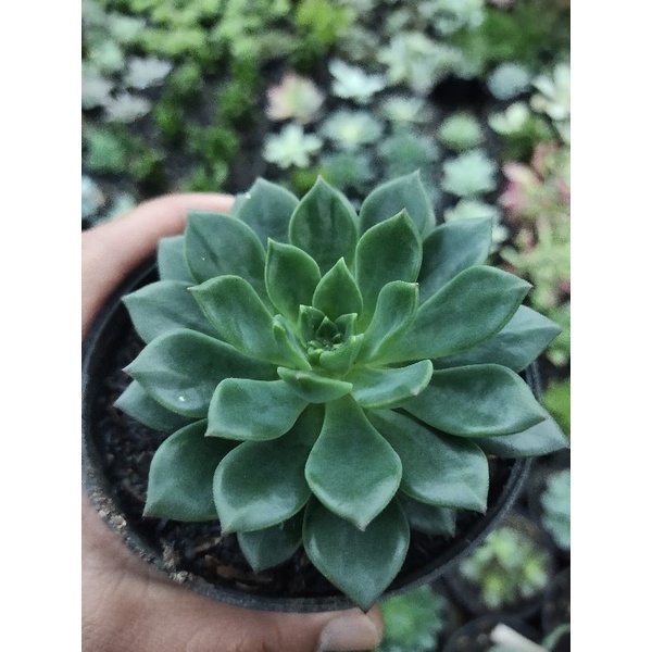 Jual Sukulen Echeveria Emerald Ripple Shopee Indonesia