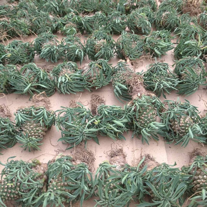 euphorbia kirin