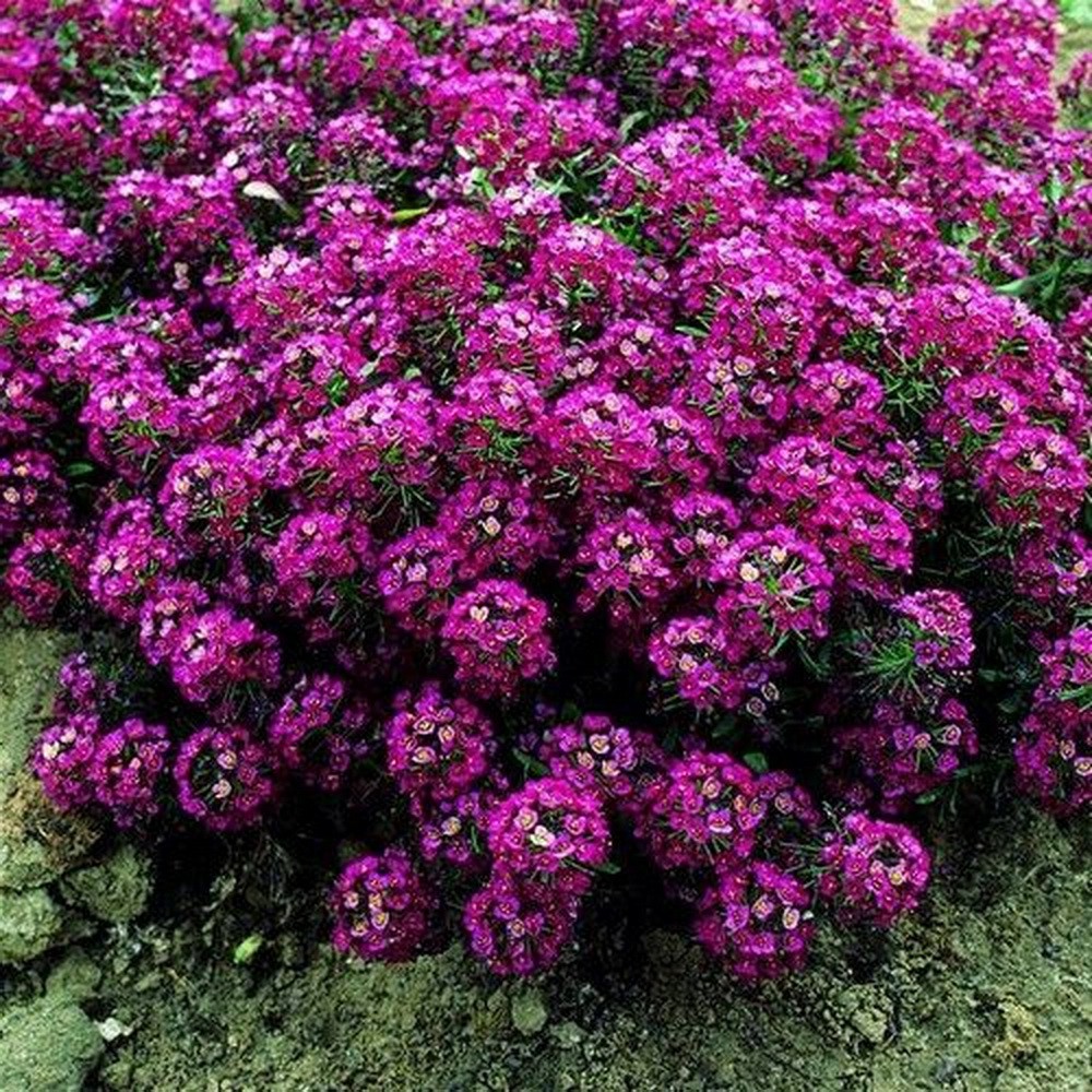 PlantaSeed - 40 Seeds - Alyssum Royal Carpet Benih Biji Bunga - PAS0191