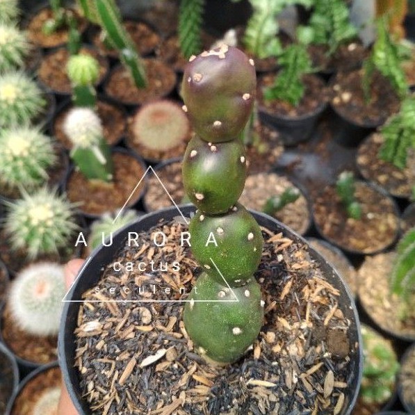 KAKTUS / SUKULEN  opuntia canterae